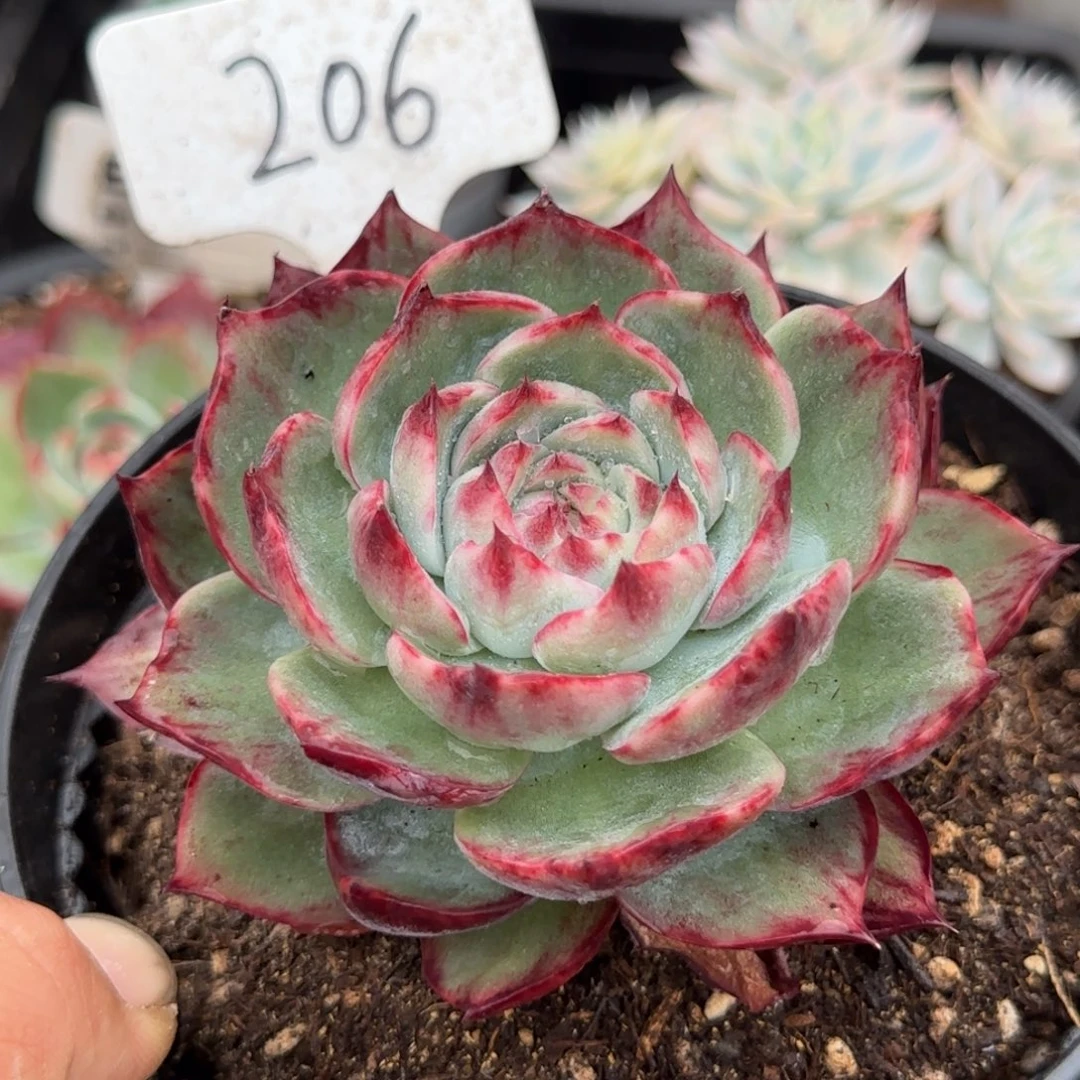 206紫红拉丝惊鸿一物一拍包装收缩花旱