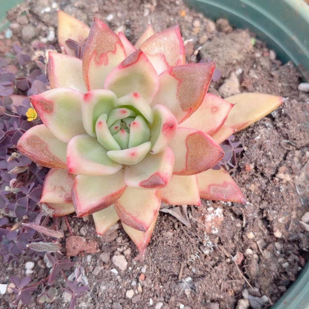 菩萨玛利亚。   0.99