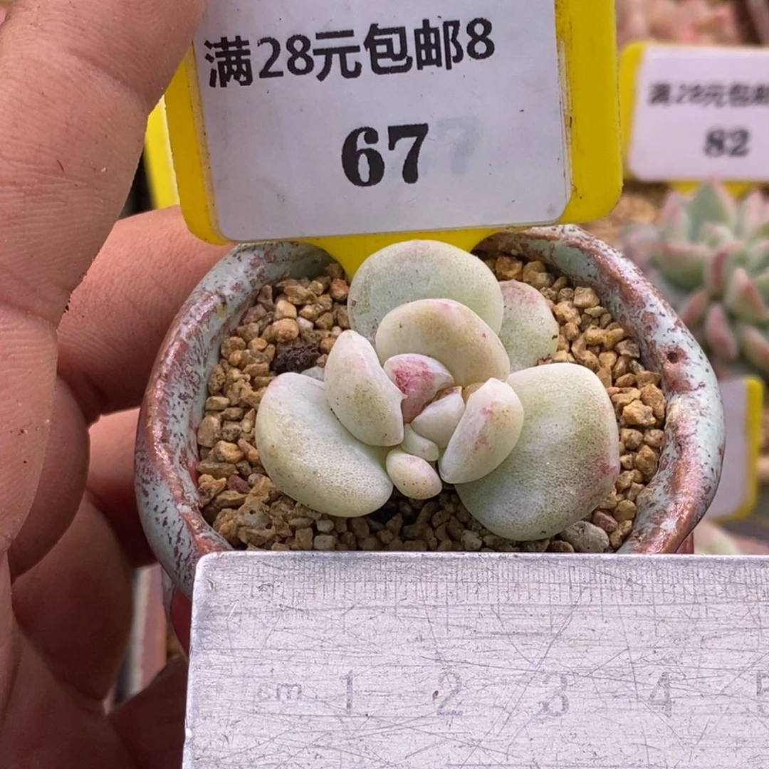 867冰玉变异石化锦多肉