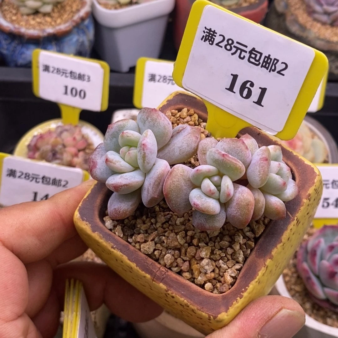 2161星星橙石化趴地三头