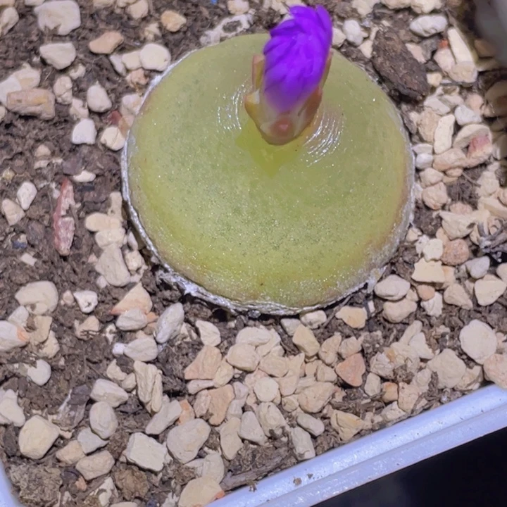 灯泡母本3公分一株