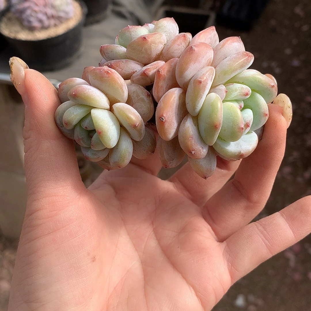 墨***迹哈哈哈哈哈哈哈哈石榴籽