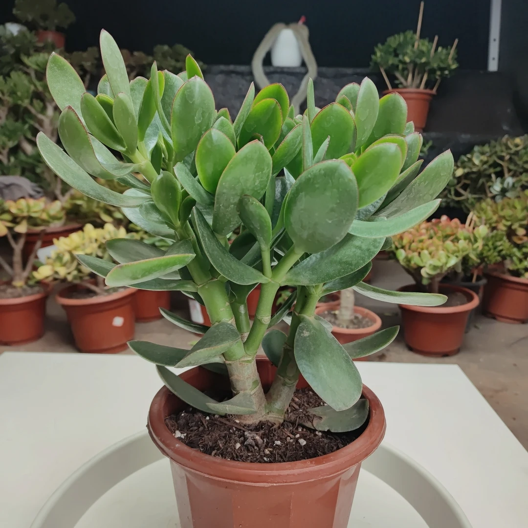 红边绿叶大叶玉树盆栽老桩多肉植物室内办公室观赏净化空气绿植