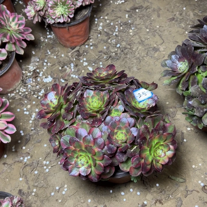 多肉植物火狐25法师