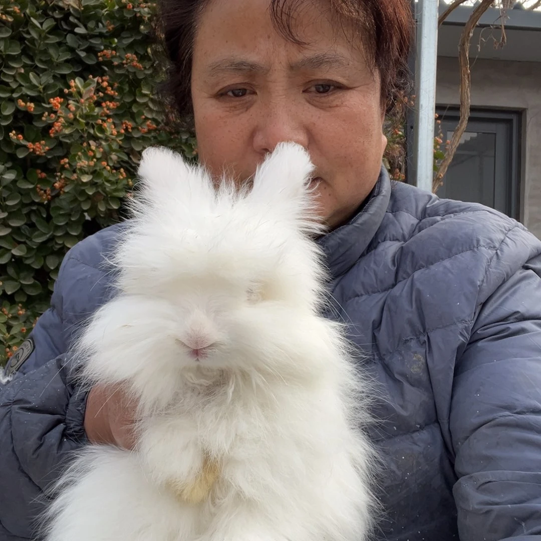 宠物兔英系安哥拉兔