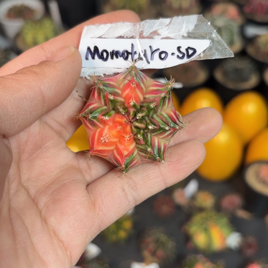 泰系实生米哈仙人球82号