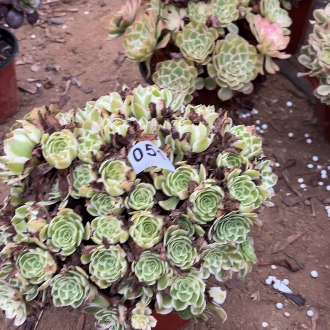海王朵朵多肉法师051号