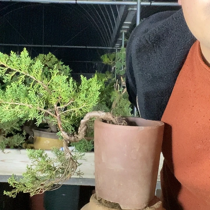 无花朵阿家人也可以恶魔