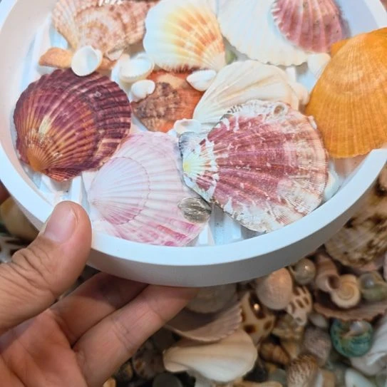 石材天然海螺贝壳