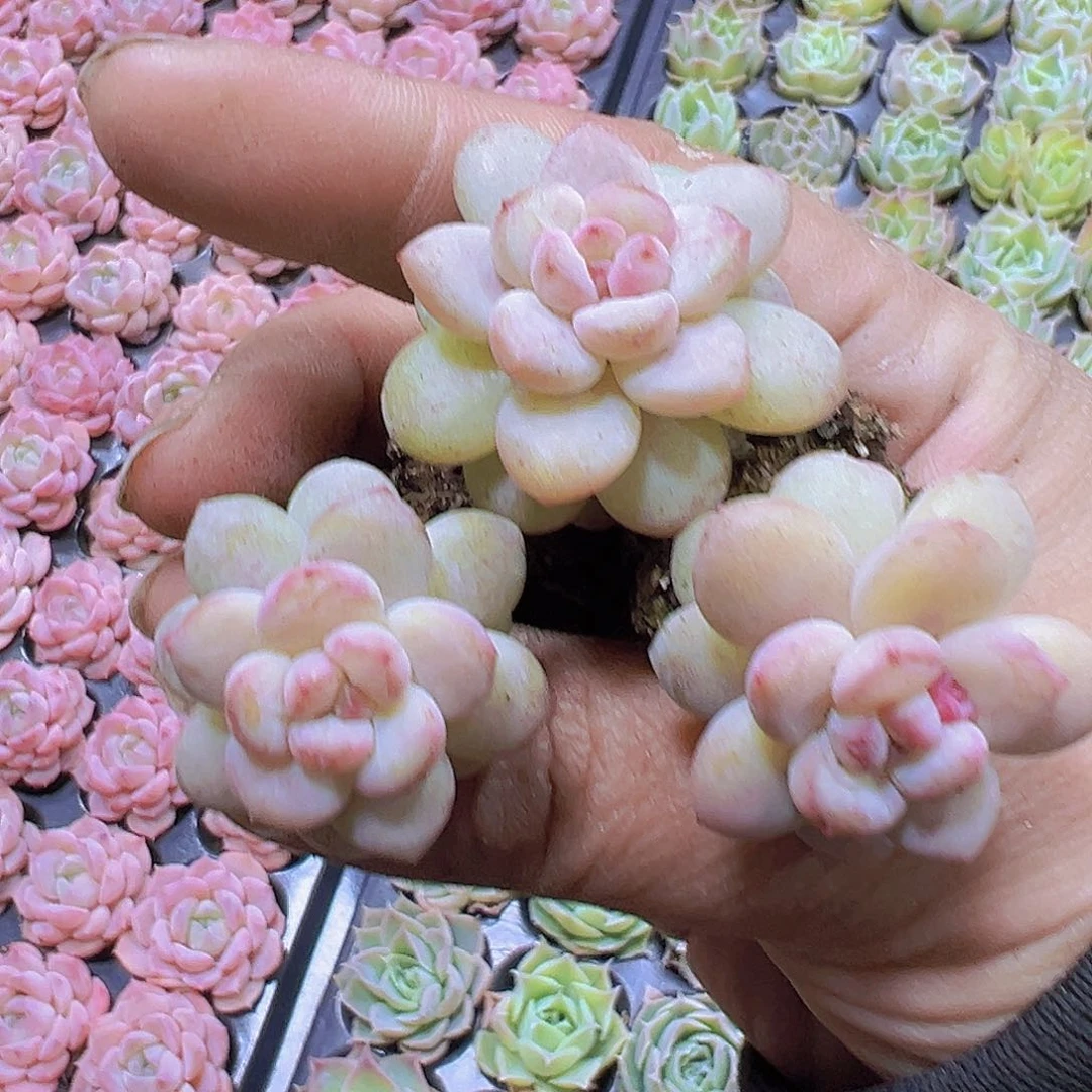 阳光玫瑰苗3个19包邮