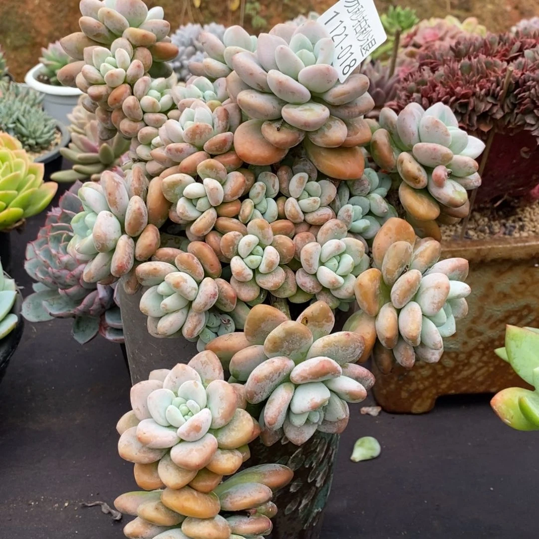 两单包邮1121-18洛神