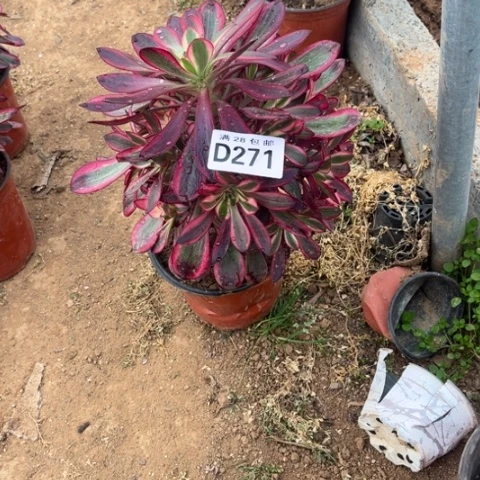 271香香二十包邮