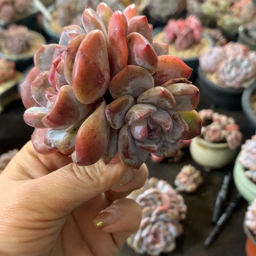 哈哈哈哈哈哈哈哈哈哈，石榴籽