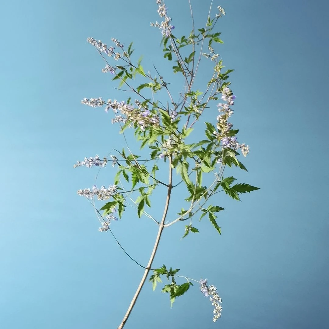 精品黄荆盆景素材，一物一拍，图片仅为参考