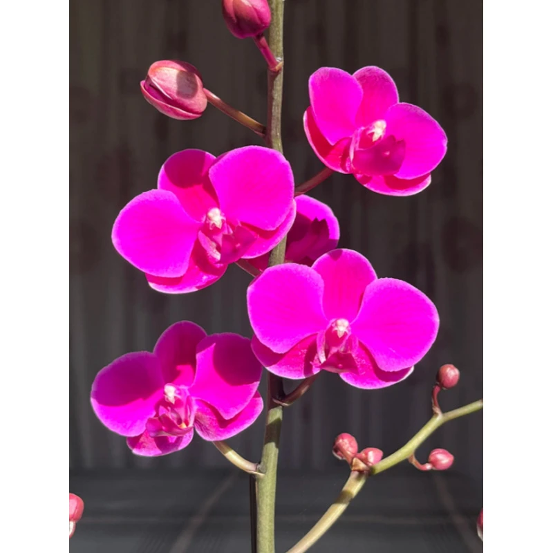 蝴蝶兰[满天红]（拍5颗配盆）昆明直发