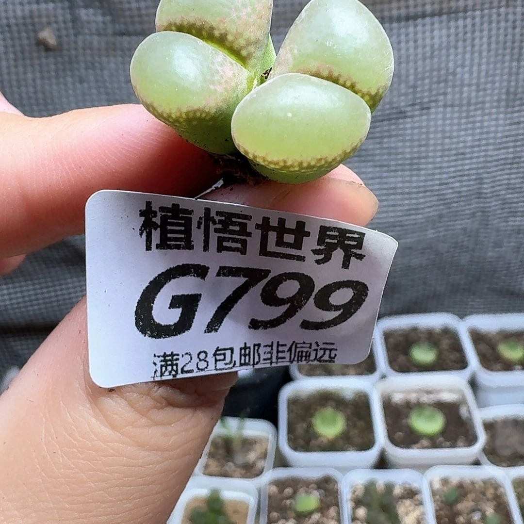 多肉我的润泽额fv