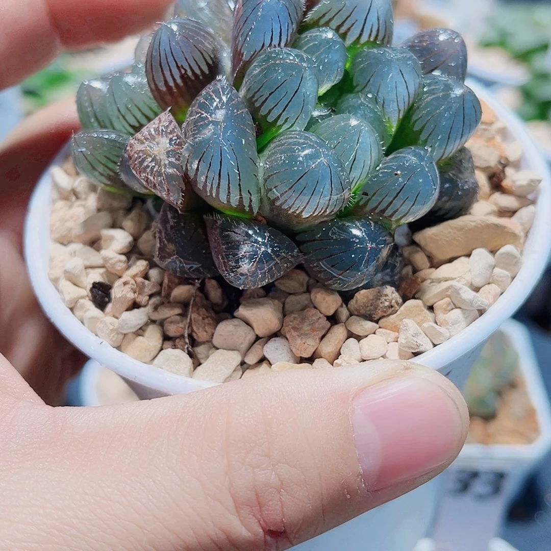 赤线雨露新手福利