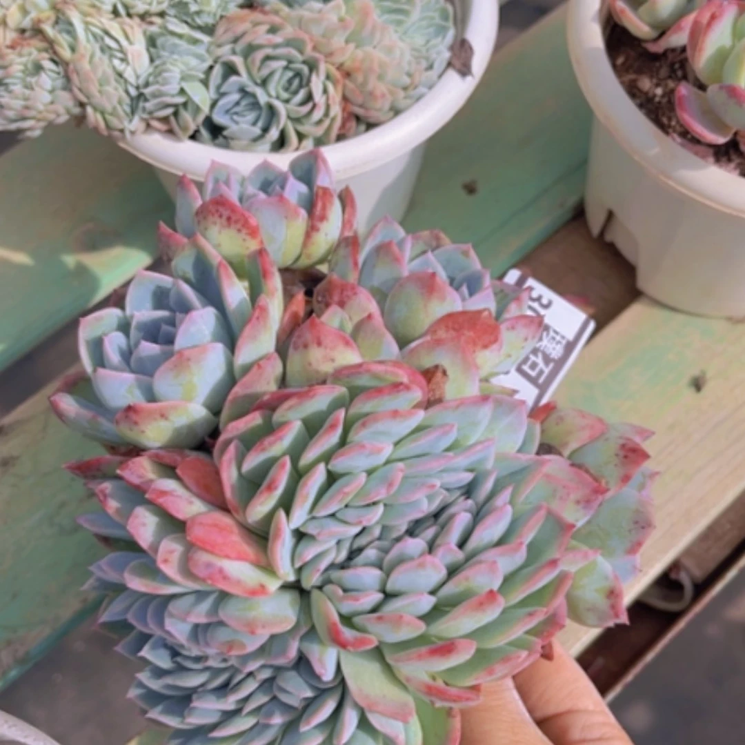 【闪购商品】莎莎缀30139
