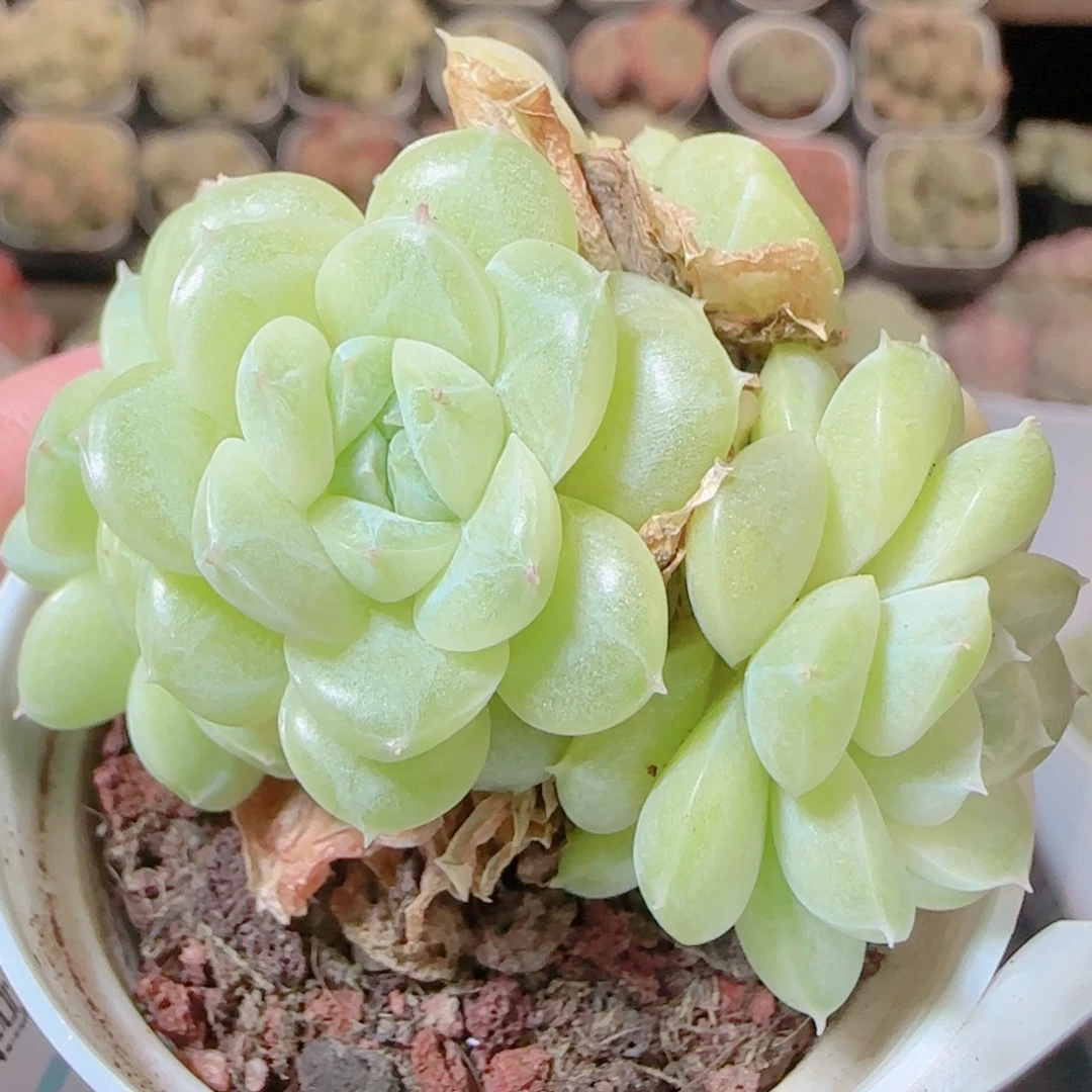 花语逸镜1117-306散