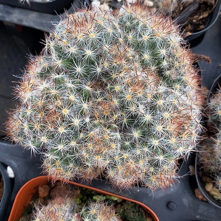 完美主义者勿拍松霞