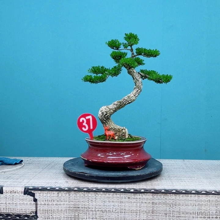 无花朵精品黄杨老桩