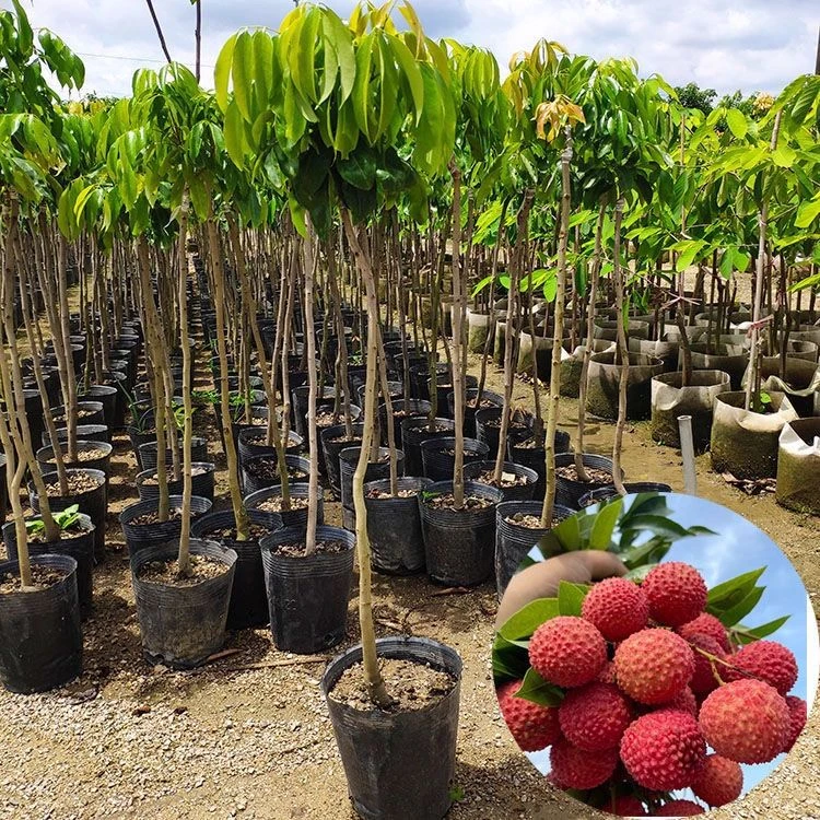 广西正宗良种嫁接新品种冰荔枝树苗观音绿荔枝果树苗仙进奉荔枝树