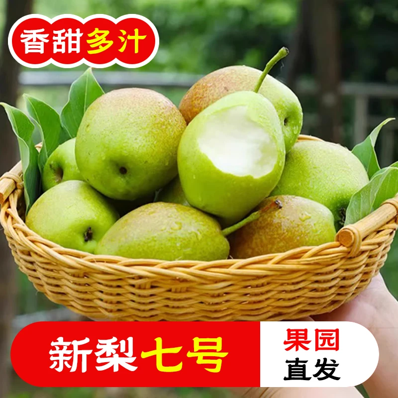 河北邯郸魏县梨新梨7号新鲜水果梨香梨果园直发包邮