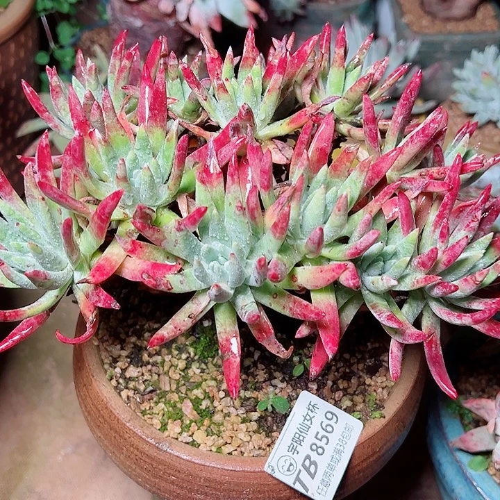 8569木然一杂交仙女杯多肉