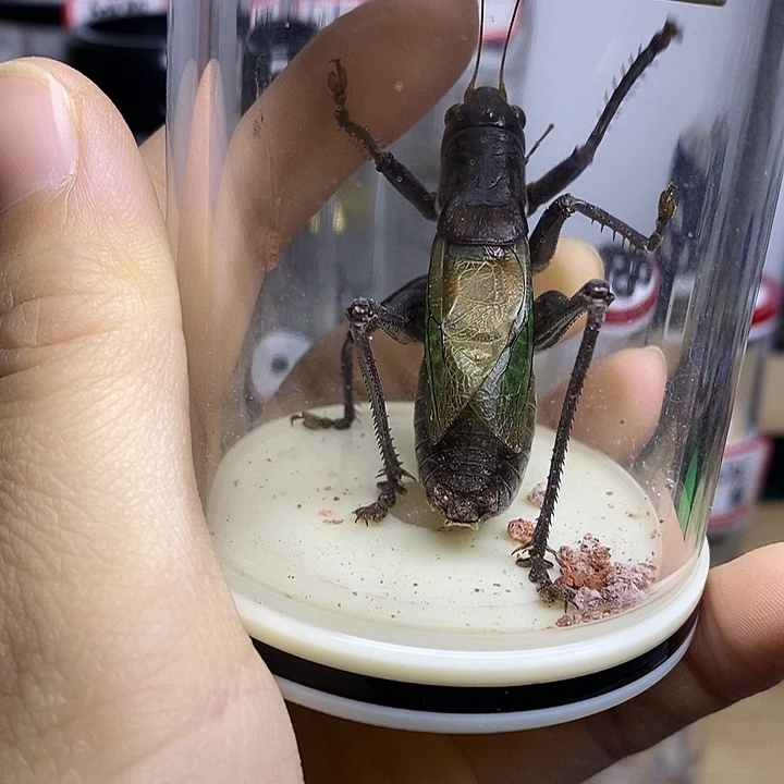 蟋蟀老谭单蝈蝈断须辛立