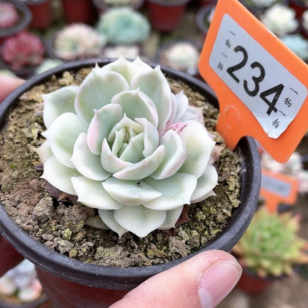 【闪购商品】234号