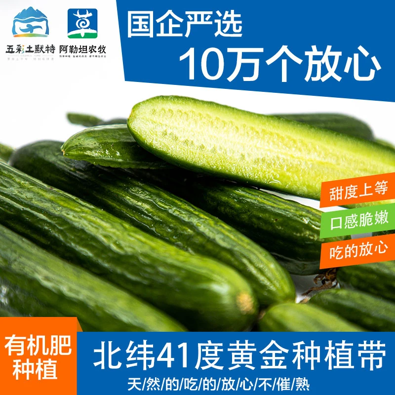 【五彩土默特】阿勒坦设施农场乳瓜水果黄瓜不打药健康新鲜现摘现发