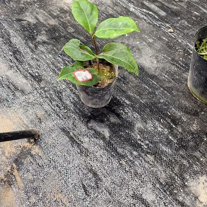 完全开放拉力皮特一物一拍