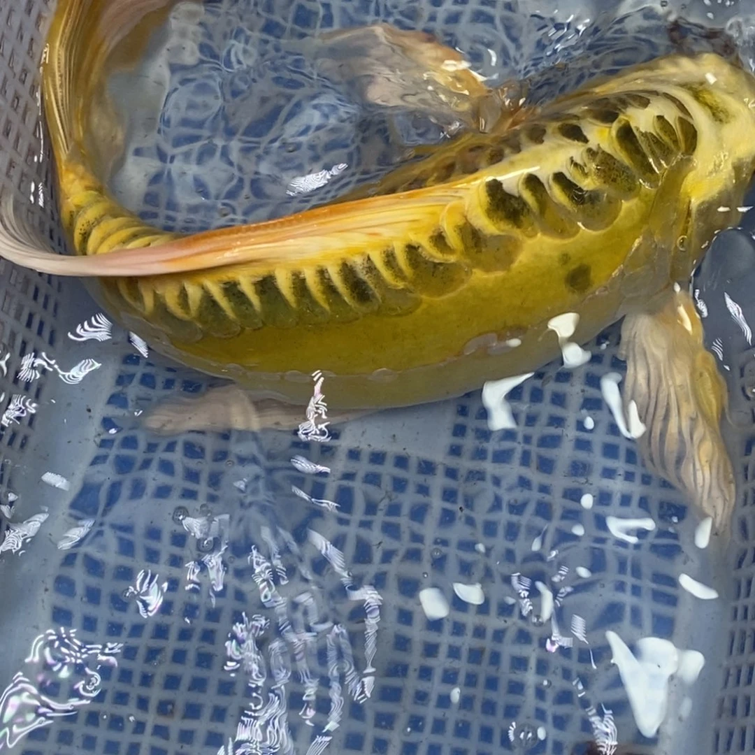 锦鲤冷水锦鲤包邮