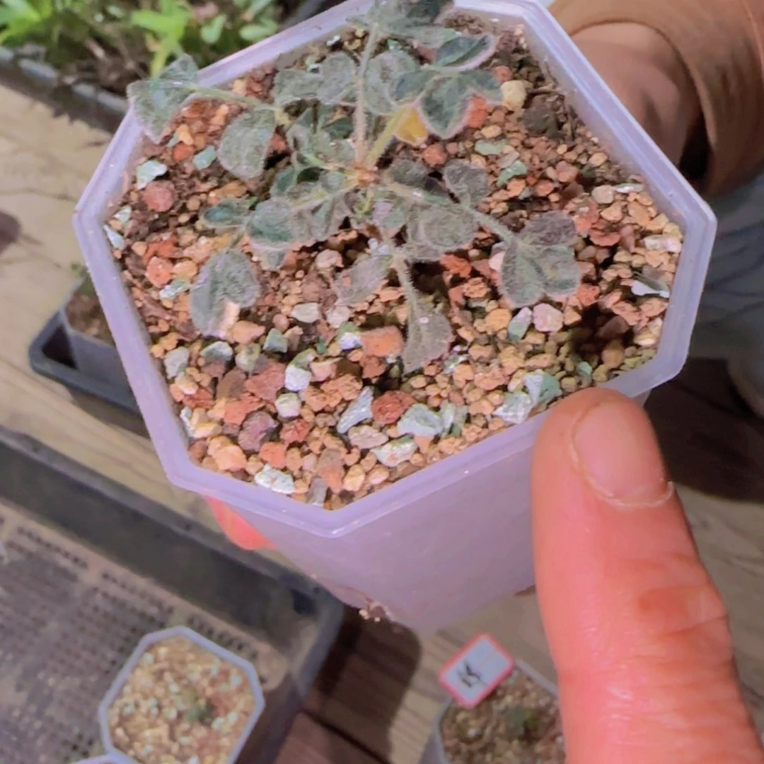 块根植物块根植物块根植物