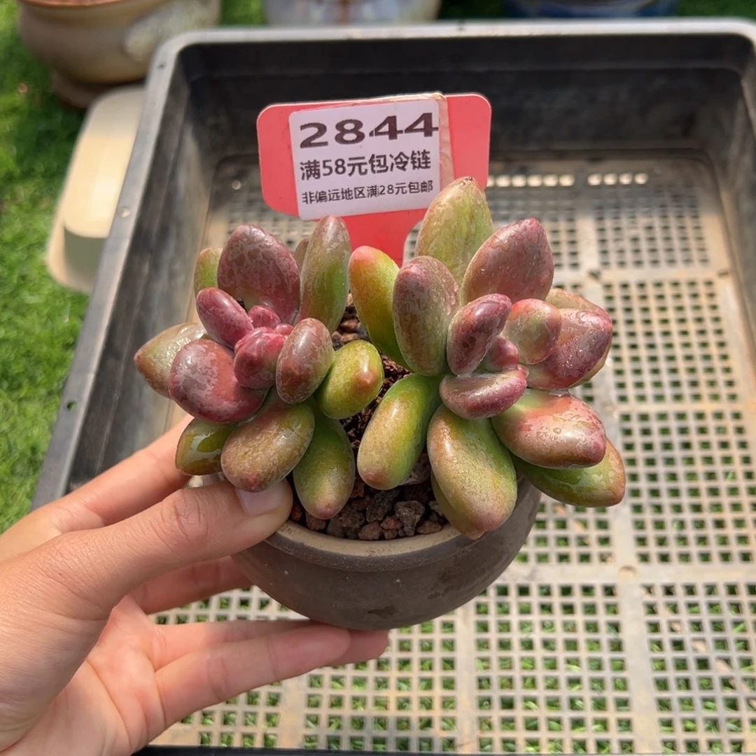 表妹精品多肉2844.