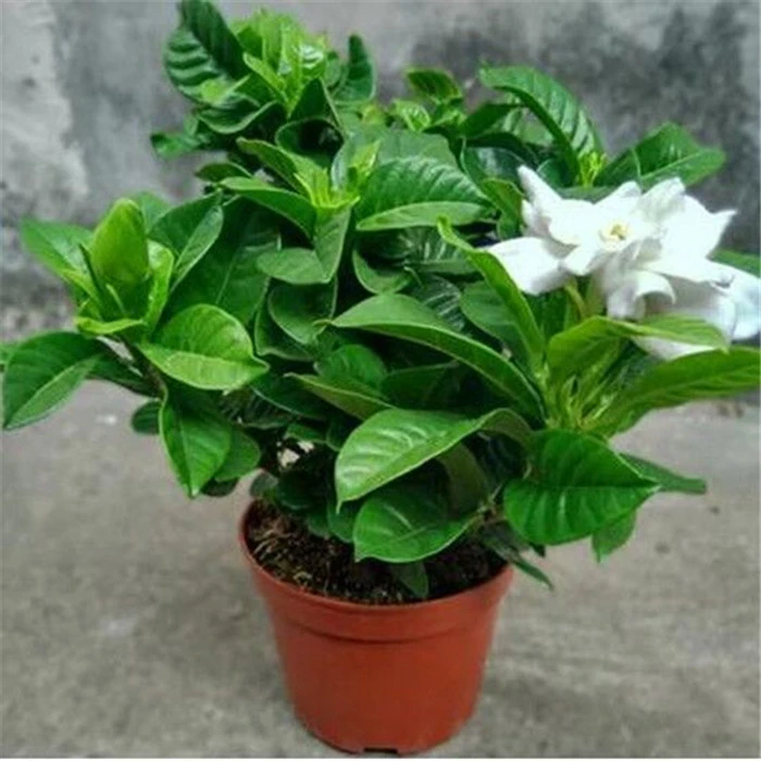 小叶耐热栀子花室内外盆栽花开四季浓香型花卉