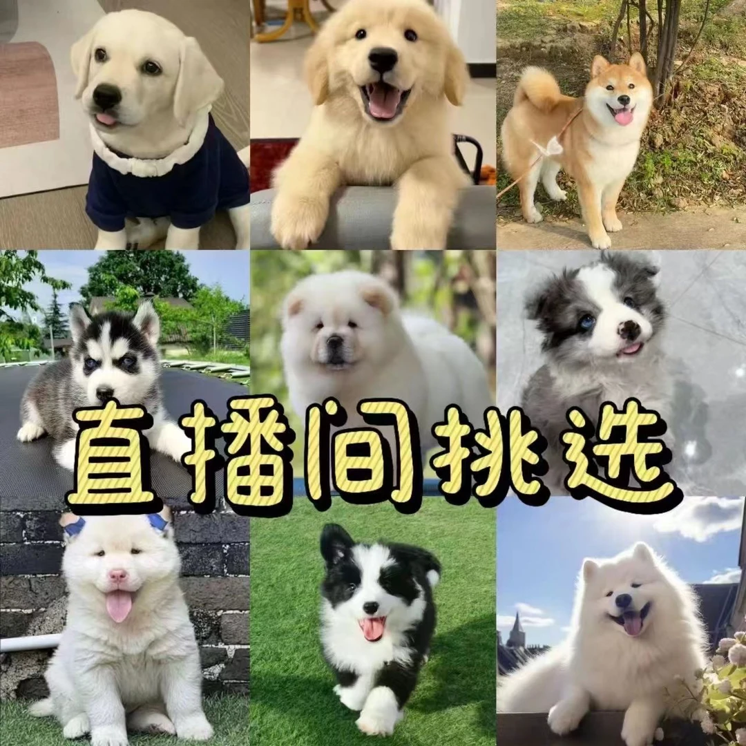 直播间挑选狗狗 犬小型犬温顺可爱适合家养宠物活体