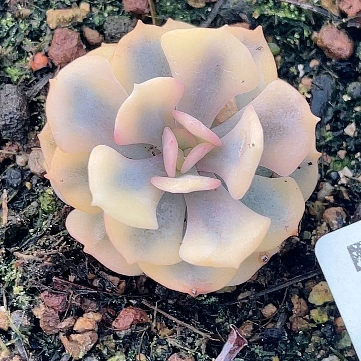 尚品园艺雪精灵锦7616