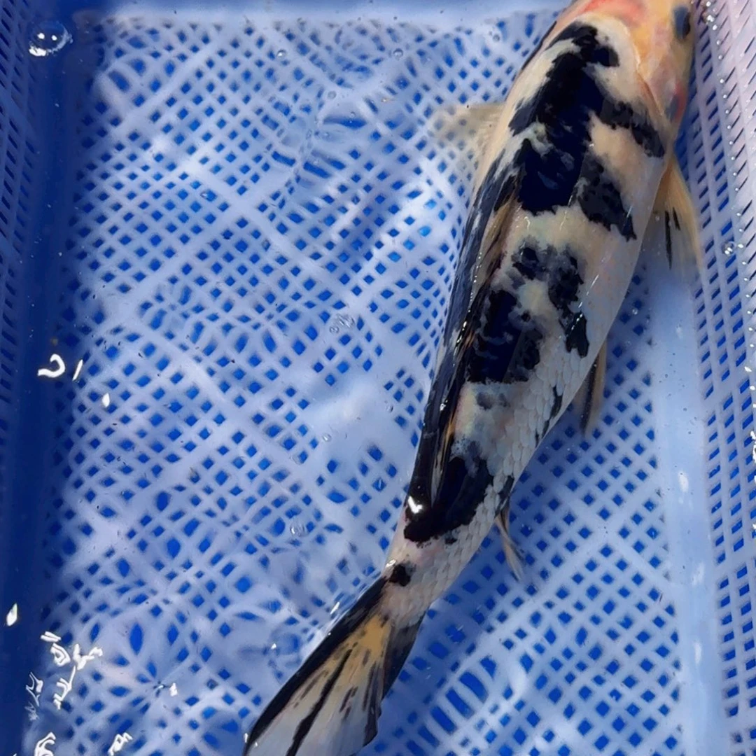 锦鲤精品锦鲤包邮包损