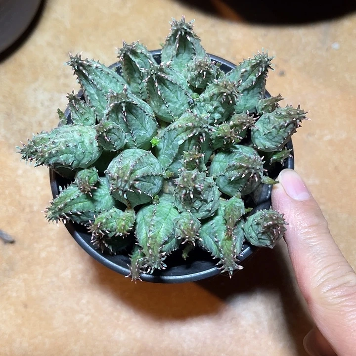 子吹布纹球大群一物一拍