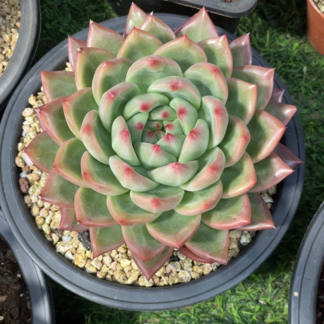 杂交冠幅15 公分一物一拍