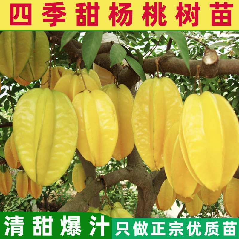 台湾杨桃树果苗四季清甜杨桃苗嫁接盆地栽马来西亚杨桃水果树果苗