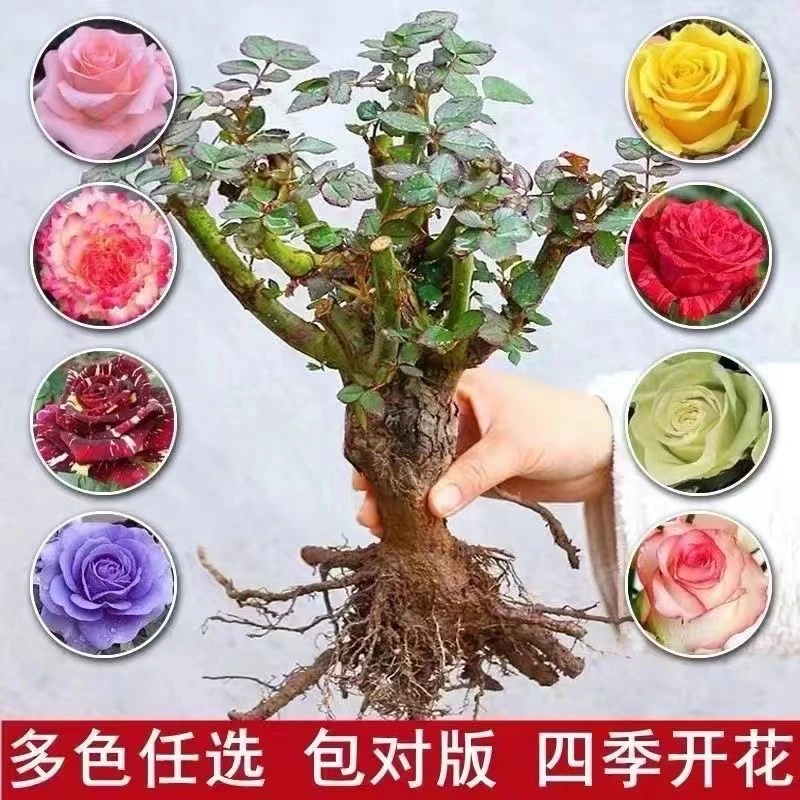 玫瑰花苗盆栽老桩大花室内外耐寒浓香蔷薇月季花卉四季开花庭院