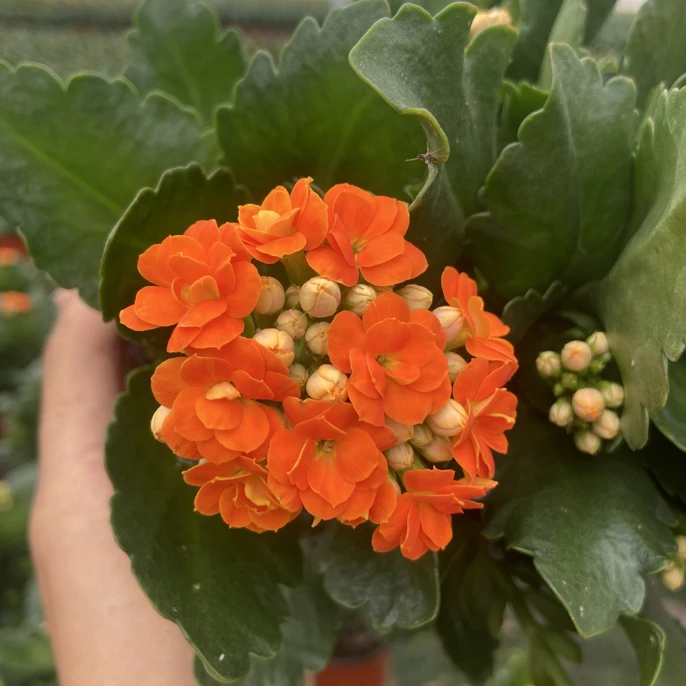 爱马仕橙[青稞发货]长寿花盆栽重瓣带花苞室内阳台易活懒人花