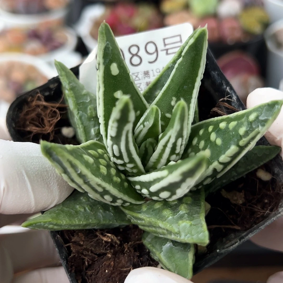 好养易活生石花大母本8989