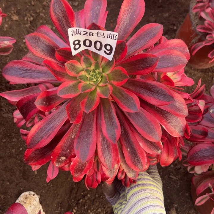 8009美杜莎多肉植物