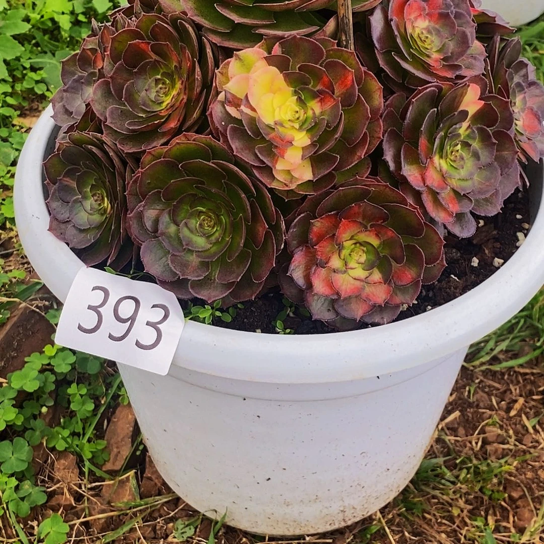 上古园艺多肉植物393