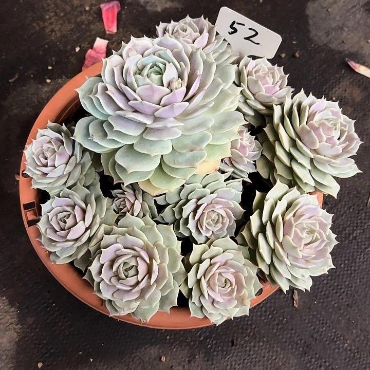 多肉植物，露娜莲52号