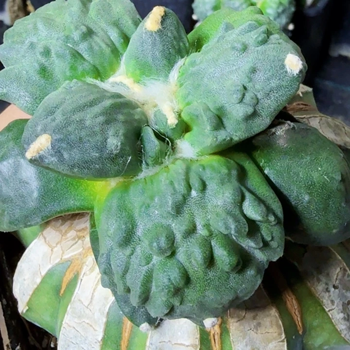 无花朵福利苗接大尤怒涛857