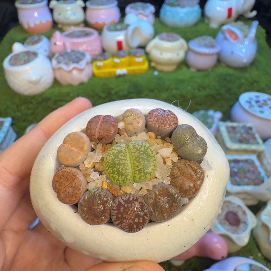 文***常多肉植物福利冲674